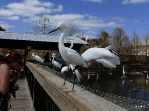 snowyegret-gatorlandflorida-ad2016