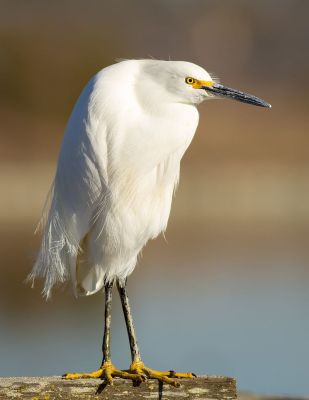 snowyegret-wikipedia