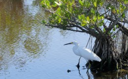 Birdwatching at Merritt Island Blackpoint&nbsp;Drive