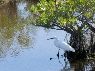 Great Egret Relaxing at Black Point Dr.