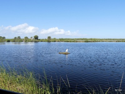 05-great-egret-on-island-blackpoint-dr-merritt-wr-12-27-16-73