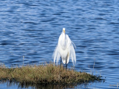 06-great-egret-zoomed-blackpoint-dr-merritt-wr-12-27-16-77