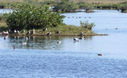 Lee’s Four Word Thursday –&nbsp;1/5/17