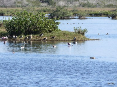 Mixture of birds at Merritt Island NWR by Lee