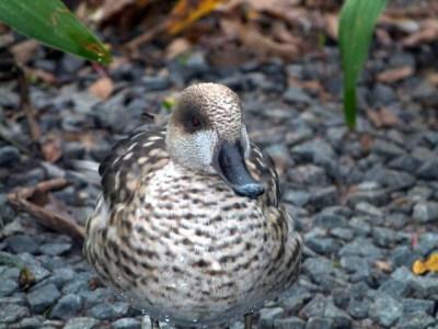 Marbled Duck (Marmaronetta angustirostris) at Lowry Park Zoo by Lee