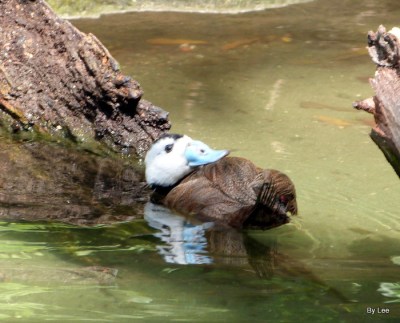 ANS-Anat White-headed Duck (Oxyura leucocephala) 