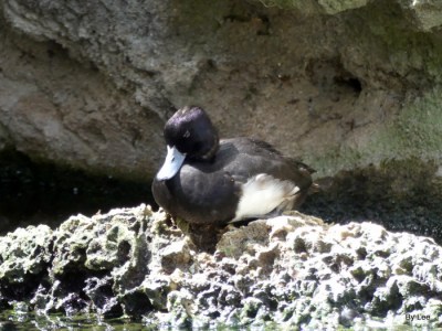 Tufted Duck Zoo Miami by Lee