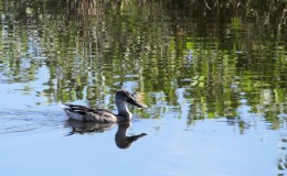 Lee’s Six Word Saturday –&nbsp;2/25/17