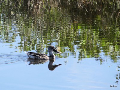 Northern Shoveler by Lee at Blackpoint Dr. Merritt Is. NWR