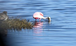 Lee’s One Word Monday –&nbsp;1/2/17