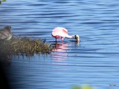 Roseate Spoonbill at Merritt Island Black Point Drive by Lee