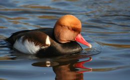 Lee’s Two Word Tuesday –&nbsp;12/6/16