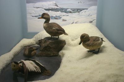 Labrador Duck (Camptorhynchus labradorius) Specimen ©WikiC
