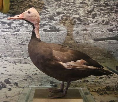 Pink-headed Duck (Rhodonessa caryophyllacea) Specimen Extinct ©WikiC