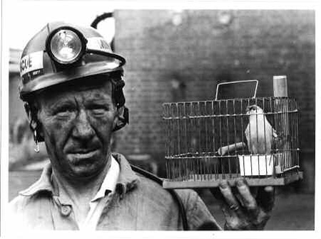 canary-caged-for-mines-heritagetrail
