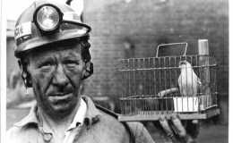 SAFETY MONITORING by Canaries, Crayfish, and Brook&nbsp;Trout