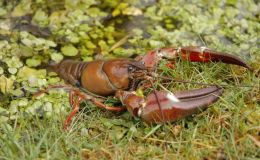 Catching Crayfish, a Lesson in&nbsp;Over-Reacting
