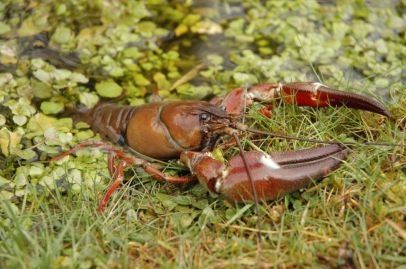 crayfish-at-shoreline-aaronlesieur