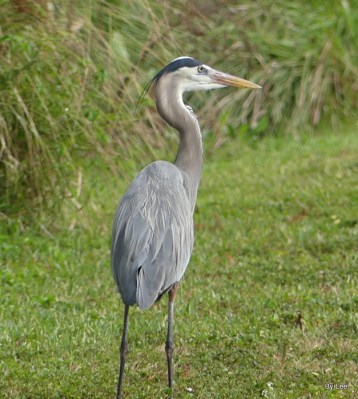 Great Blue Heron