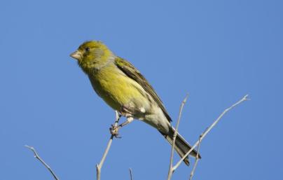 island-canary-hbw-alive