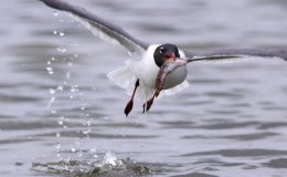 Lee’s Six Word Saturday –&nbsp;1/14/17