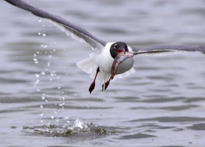 Laughing Gull Caught Fish ©Richard Seaman