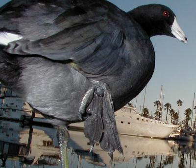 Lobed Feet of American Coot - Underside ©Beakycoot