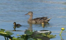 Lee’s Six Word Saturday –&nbsp;12/10/16