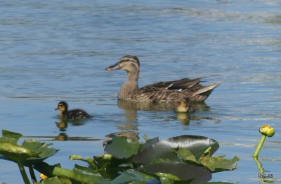 Momma Mallard and 2 Babies at Lake Morton