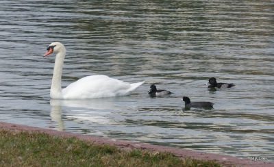 Mute Swan and Escorts