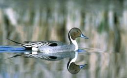 Intro to Some Latin Names of&nbsp;Birds