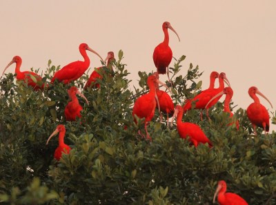 Scarlet Ibis Rookery ©Stevebird Wildlife