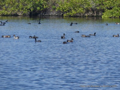 shovelers-and-pintail-blackpoint-dr-merritt