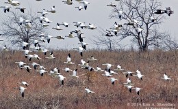 Snow Goose, Northern Pintail, Northern Shoveler, and&nbsp;More