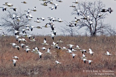 SnowGeese-HagermanNWR-brush.KimSheridan.jpg