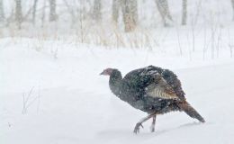 Reginald’s Happy New Year  by Emma&nbsp;Foster