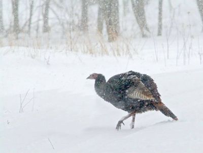 Turkey in Snow ©SABaking