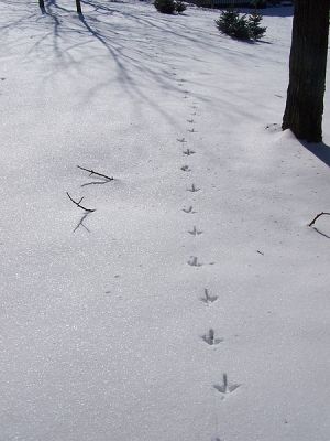 Turkey Track in Snow ©WikiC