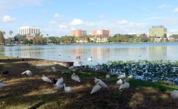 Latest Birdwatching Adventure to Lake&nbsp;Morton