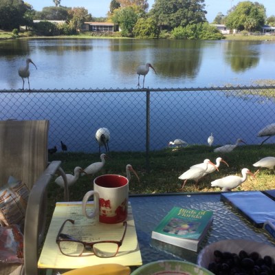 white-ibises-birdbook-webel-backyard-ad2016