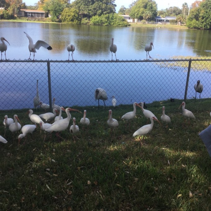 white-ibises-webel-backyard-fence