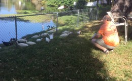 Appreciating White Ibises (and Other Birds in&nbsp;Florida)