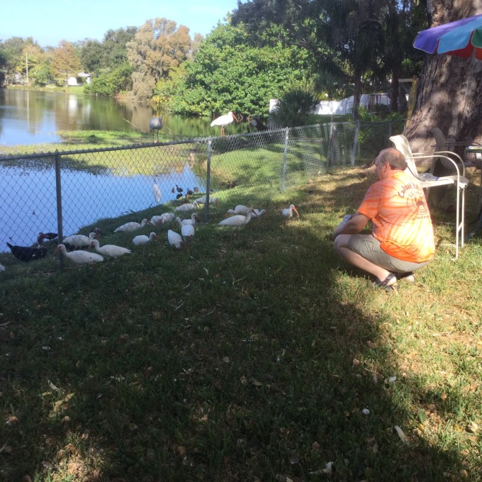 whiteibises-at-fence-ad2016