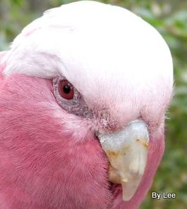 Galah (Eolophus roseicapilla) Up Close