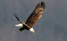 Lee’s Four Word Thursday –&nbsp;1/26/17