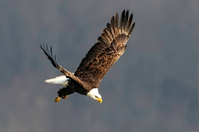 American Bald Eagle-dec-4-4 ©Steveabone