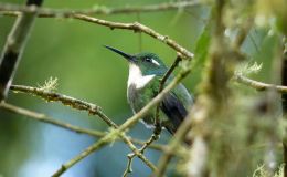 The Newest I.O.C. Updates – Version&nbsp;7.1