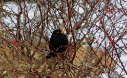 Lee’s Three Word Wednesday –&nbsp;1/25/17