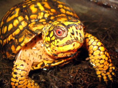 EasternBoxTurtle.MattReinbold-Wikipedia.jpg