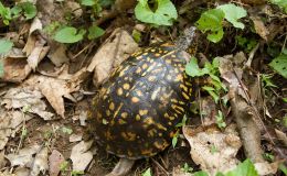 WHY  BIRDWATCHING  IS  WORTHWHILE   —   3 Lessons from a Box Turtle:  Independence, Patience, and&nbsp;Frugality